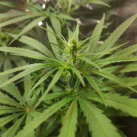 Lemon haze  growlog timeline photo