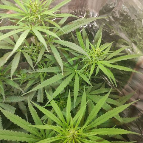 Lemon haze  growlog timeline photo