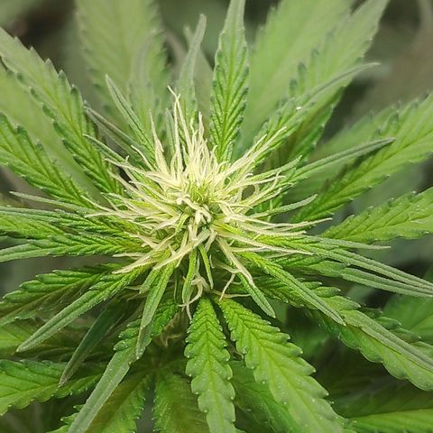 Florzinha duboy  growlog timeline photo