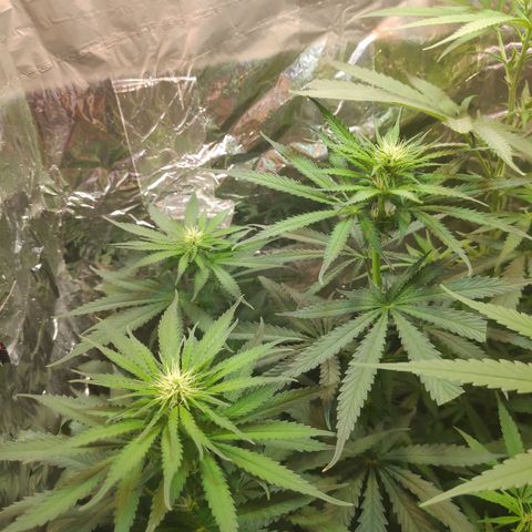 Florzinha duboy  growlog timeline photo