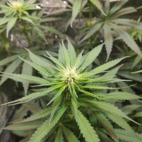 Florzinha duboy  growlog timeline photo