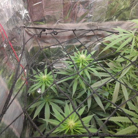 Florzinha duboy  growlog timeline photo