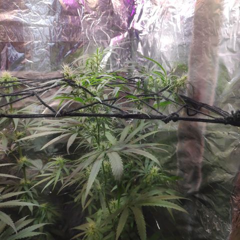 Lemon haze  growlog timeline photo