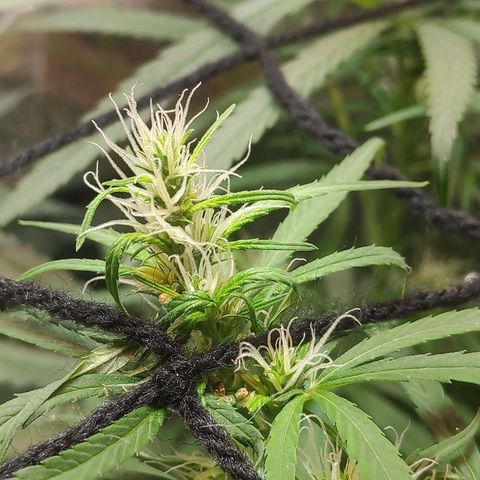 Lemon haze  growlog timeline photo