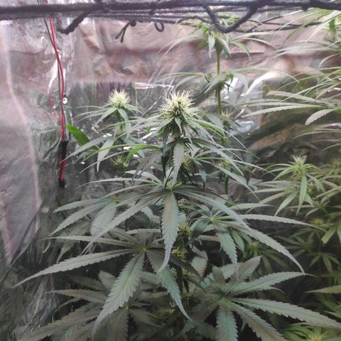 Florzinha duboy  growlog timeline photo