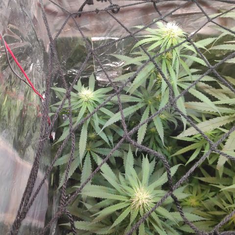Florzinha duboy  growlog timeline photo