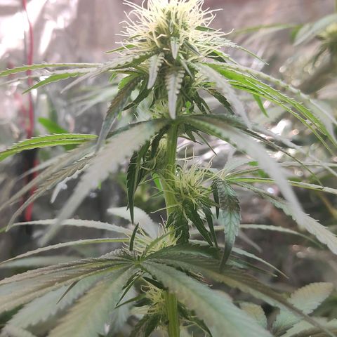 Florzinha duboy  growlog timeline photo