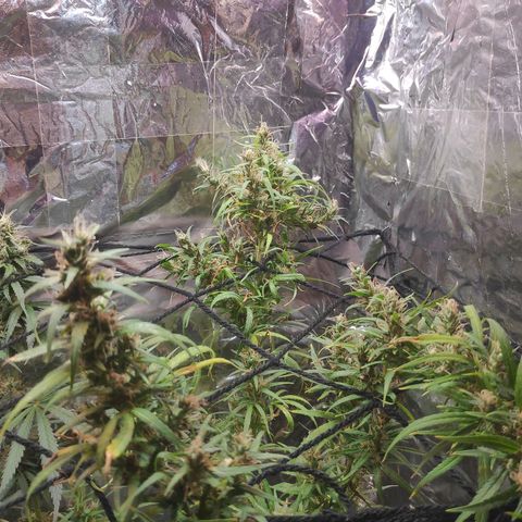 Lemon haze  growlog timeline photo
