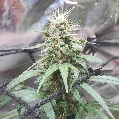 Florzinha duboy  growlog timeline photo