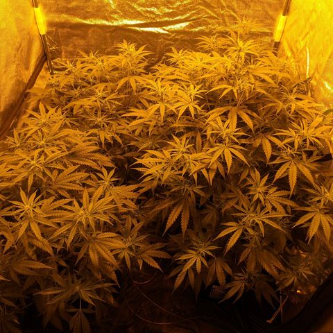 Unknown strain growlog timeline photo