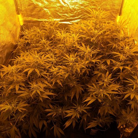 Unknown strain growlog timeline photo