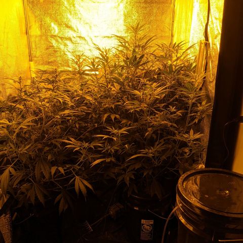 Unknown strain growlog timeline photo