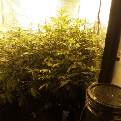 Unknown strain growlog timeline photo