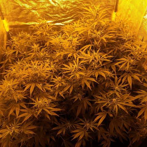 Unknown strain growlog timeline photo