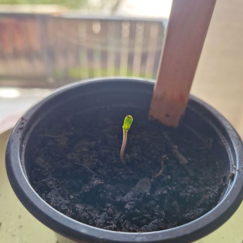 #001 K - NYC Sour D Auto growlog photo: Keimling