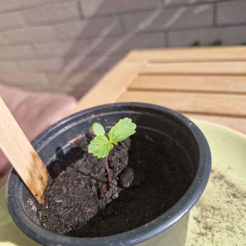 #001 K - NYC Sour D Auto growlog timeline photo