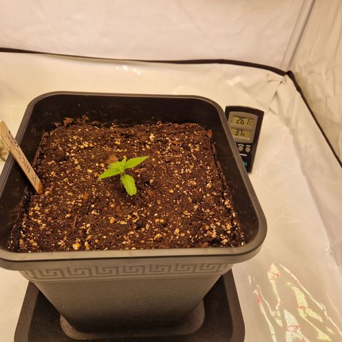 #001 K - NYC Sour D Auto growlog timeline photo