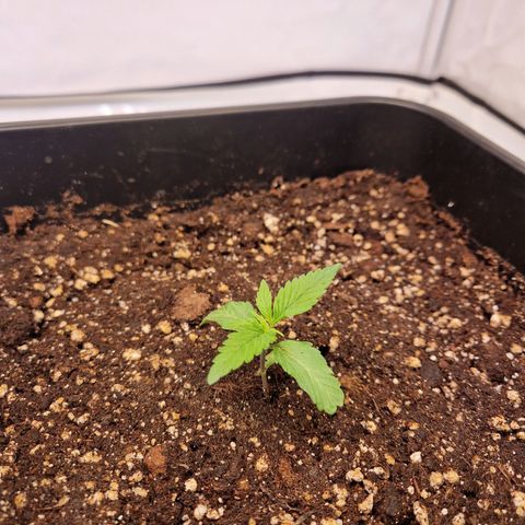 #001 K - NYC Sour D Auto growlog timeline photo