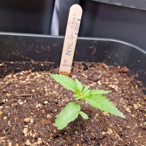 #001 K - NYC Sour D Auto growlog timeline photo
