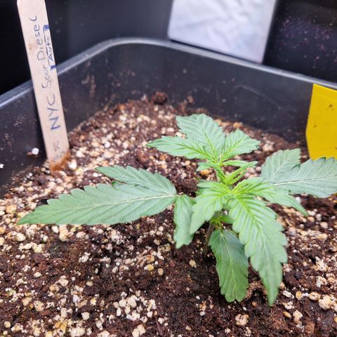 #001 K - NYC Sour D Auto growlog timeline photo