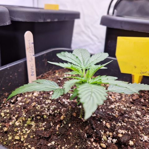 #001 K - NYC Sour D Auto growlog timeline photo