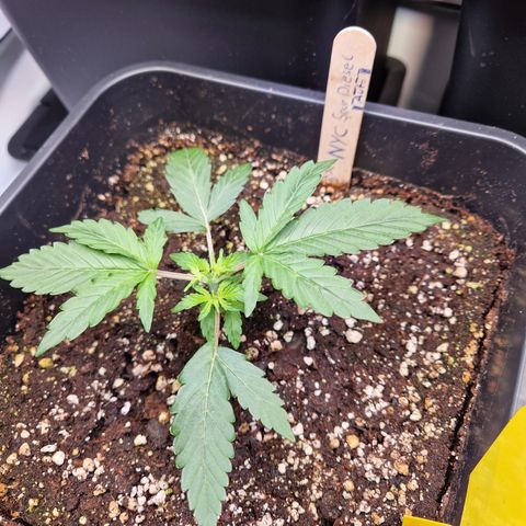 #001 K - NYC Sour D Auto growlog timeline photo
