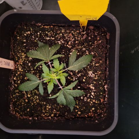 #001 K - NYC Sour D Auto growlog photo: Nach unten gebunden alle 2 Haupttriebe symetrich geilt, Trennung zwischen 2 und 3 (kürzere brücke)