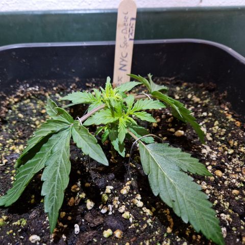 #001 K - NYC Sour D Auto growlog photo: Nach unten gebunden alle 2 Haupttriebe symetrich geilt, Trennung zwischen 2 und 3 (kürzere brücke)