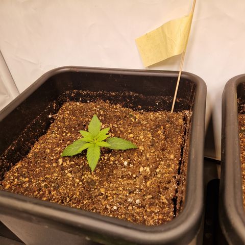 #002 K - Orion F1 Hybrid growlog timeline photo