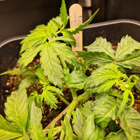 #001 K - NYC Sour D Auto growlog timeline photo