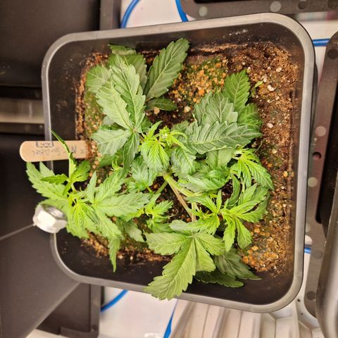 #001 K - NYC Sour D Auto growlog timeline photo