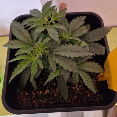 #001 K - NYC Sour D Auto growlog timeline photo