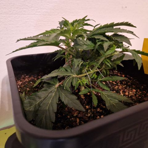 #001 K - NYC Sour D Auto growlog timeline photo