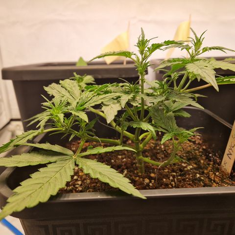 #001 K - NYC Sour D Auto growlog timeline photo