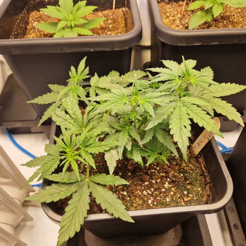 #001 K - NYC Sour D Auto growlog timeline photo