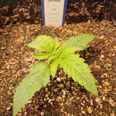 #003 M - Afghani growlog timeline photo