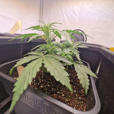 #001 K - NYC Sour D Auto growlog timeline photo
