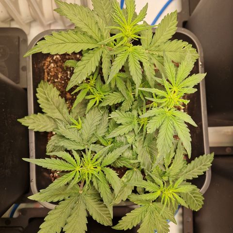 #001 K - NYC Sour D Auto growlog timeline photo