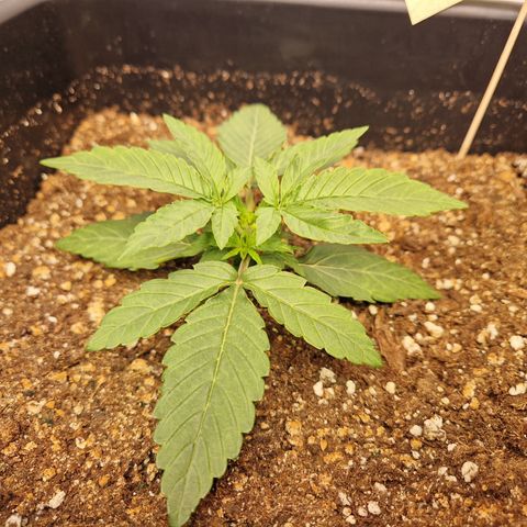 #002 K - Orion F1 Hybrid growlog timeline photo