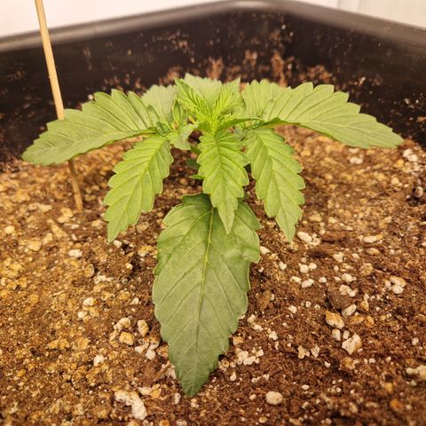 #001 M - OG Kush growlog timeline photo