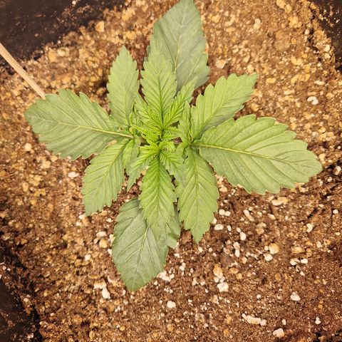 #001 M - OG Kush growlog timeline photo
