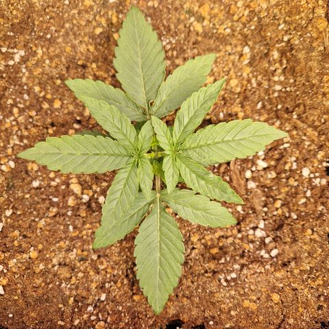 #002 K - Orion F1 Hybrid growlog timeline photo