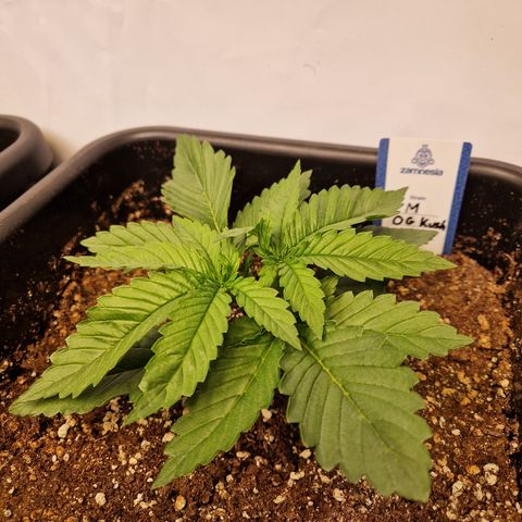 #001 M - OG Kush growlog timeline photo