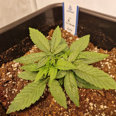 #002 K - Orion F1 Hybrid growlog timeline photo