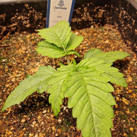 #003 M - Afghani growlog timeline photo