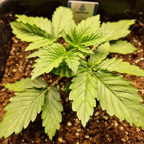 #002 M - Tangerine Dream growlog timeline photo