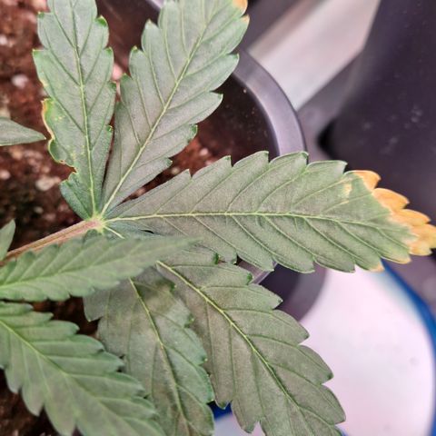 #001 K - NYC Sour D Auto growlog photo: Burned leaf, one day after Nutrients