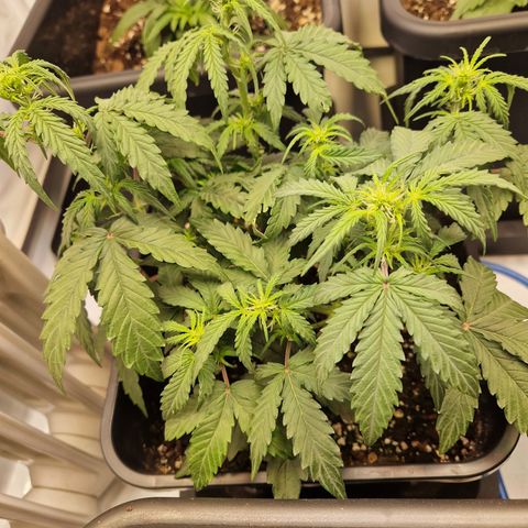 #001 K - NYC Sour D Auto growlog timeline photo