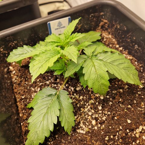 #002 M - Tangerine Dream growlog timeline photo