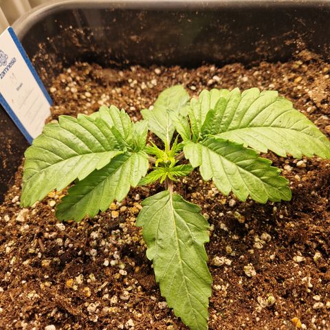 #003 M - Afghani growlog timeline photo
